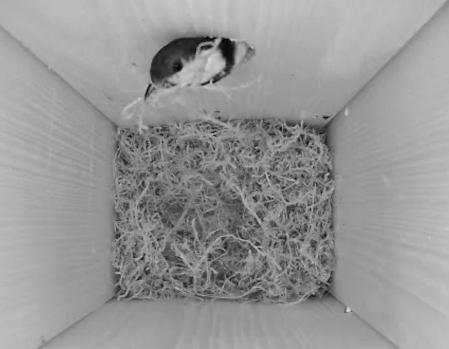 Nestbau im Online-Nistkasten